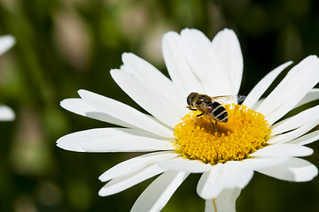 Image showing Chamomile