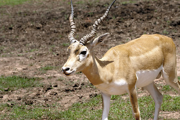 Image showing Gazelle 
