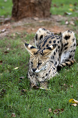 Image showing African Wild Cat