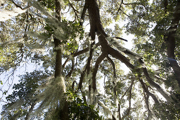 Image showing Mysterious Spanish Moss