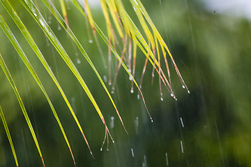 Image showing Rainy