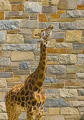 Image showing Giraffe