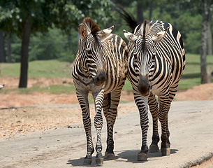 Image showing Wilking Zebras