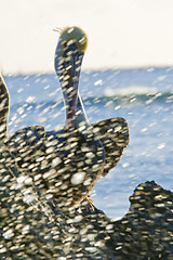 Image showing Pelican sitting on a rock