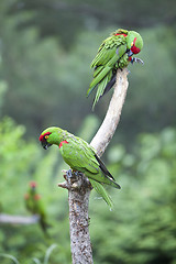 Image showing Thick-biller Parrot