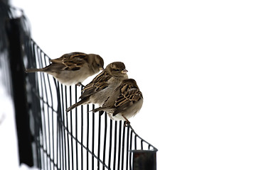 Image showing Sparrows on a fence.