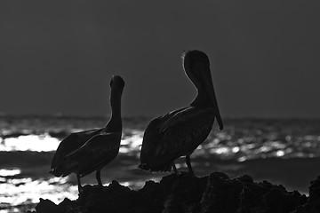 Image showing Caribbean sea. Pelicans sitting on a rock 