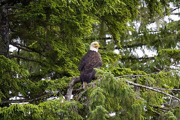 Image showing American bald eagle 