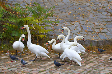 Image showing Swans