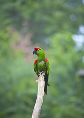 Image showing Thick-biller Parrot