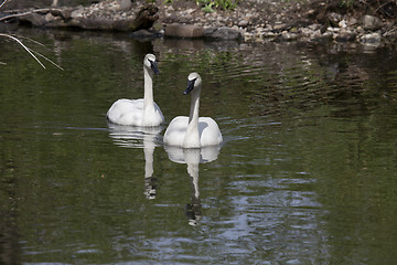 Image showing Swans