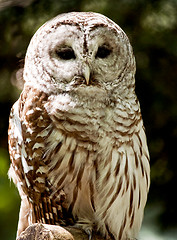 Image showing Owl