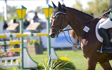 Image showing Horseback Riding.