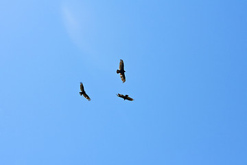 Image showing Flying Eagles