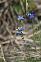 Image showing Blue elegance