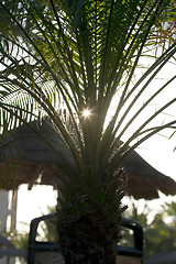 Image showing Straw umbrella behaind a palm-tree