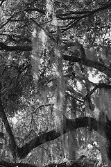 Image showing Mysterious Spanish Moss