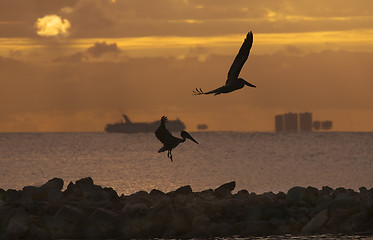 Image showing Flying pelicans looking for their pray 