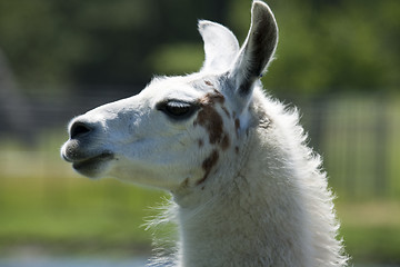 Image showing Llama