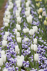 Image showing Spring in Washington 