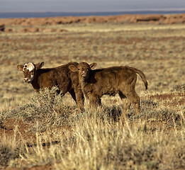 Image showing Calfs