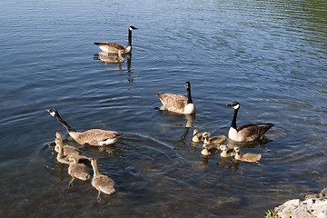 Image showing Canadian Geese family