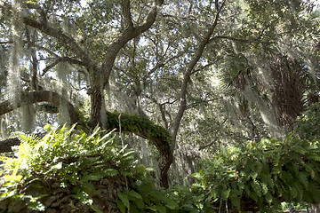 Image showing Mysterious Spanish Moss