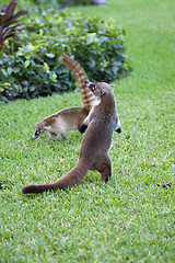 Image showing Cozumel raccoons seaking for food