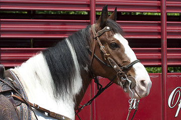 Image showing Horse