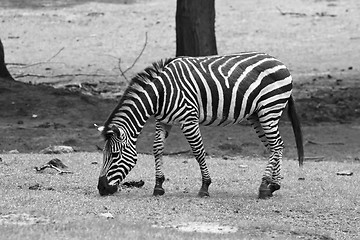 Image showing Eating Zebra