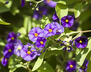 Image showing Beautiful flowers of Israel,