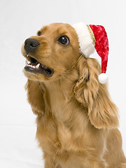 Image showing mad dog with a Santa hat 