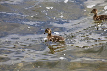 Image showing ??? duck and ducklings