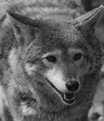 Image showing Wolf
