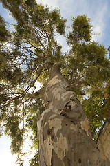 Image showing Top of trees