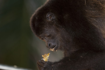 Image showing Monkey is eating an apple 