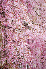 Image showing A beautiful flowering tree