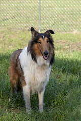 Image showing 
Rough collie - Scottish shepherd