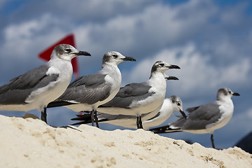 Image showing Saguls sitting on a shore