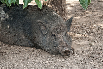 Image showing Boar's Head