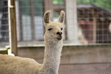 Image showing llama