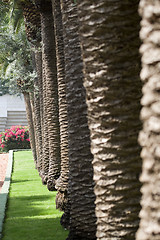 Image showing Palm-trees