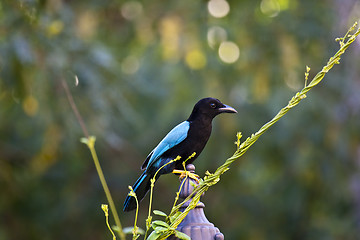 Image showing Curious starling