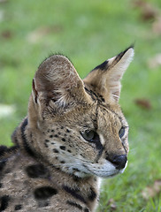 Image showing African Wild Cat