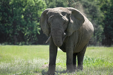 Image showing African eliphant