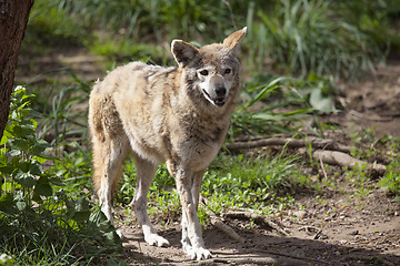 Image showing Wolf