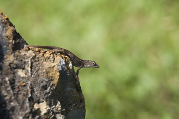 Image showing Lizard