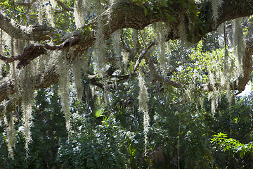 Image showing Mysterious Spanish Moss