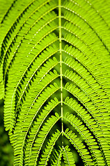 Image showing Texture of Acacia leaves.