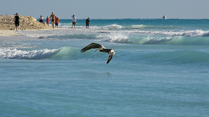 Image showing Pelicans looking for their pray